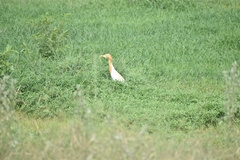 Bubulcus ibis