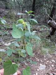 Allowissadula holosericea