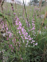 Astragalus melilotoides