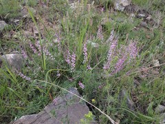 Astragalus melilotoides