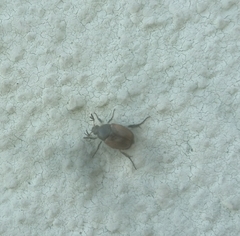 Pharaonus caucasicus