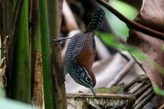 Cantorchilus semibadius