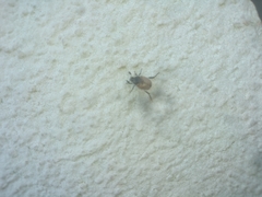 Pharaonus caucasicus