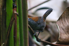 Cantorchilus semibadius