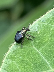 Euops splendidus