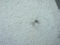 Pharaonus caucasicus