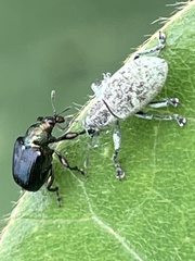 Euops splendidus