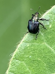 Euops splendidus