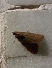 Hypsopygia nonusalis