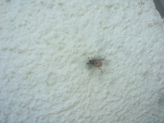 Pharaonus caucasicus