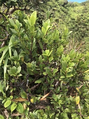 Wikstroemia oahuensis