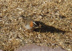 Zonotrichia capensis
