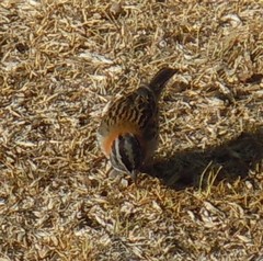 Zonotrichia capensis