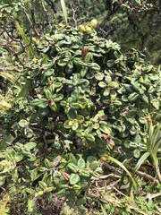 Metrosideros rugosa