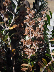 Buddleja coriacea
