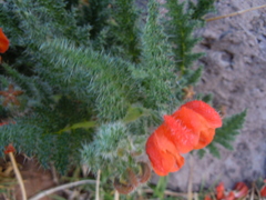 Caiophora pentlandii