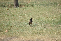 Acridotheres tristis