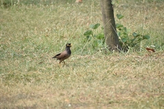 Acridotheres tristis