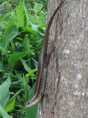 Eutropis longicaudata