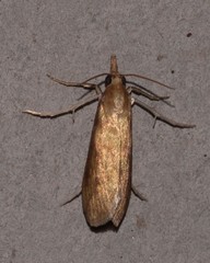 Schoenobiinae