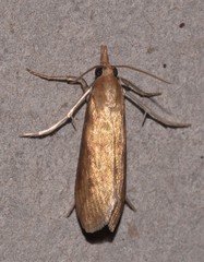 Schoenobiinae
