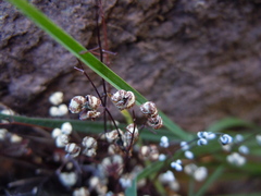 Argyrochosma nivea