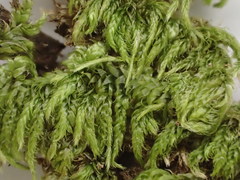 Hypnum subchrysogaster