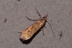 Schoenobiinae