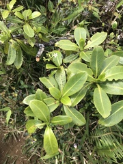 Psychotria mariniana