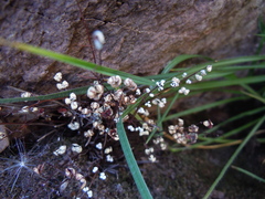 Argyrochosma nivea