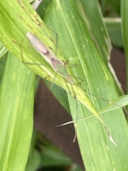 Leptocorisa chinensis