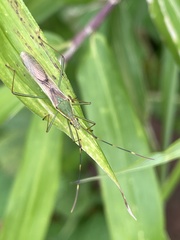 Leptocorisa chinensis