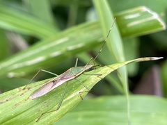 Leptocorisa chinensis