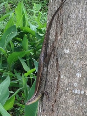 Eutropis longicaudata