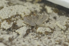 Digrammia muscariata