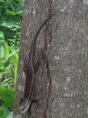 Eutropis longicaudata