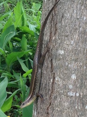 Eutropis longicaudata