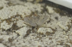 Digrammia muscariata