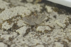 Digrammia muscariata