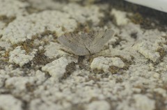 Digrammia muscariata