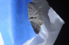 Digrammia muscariata