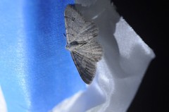 Digrammia muscariata