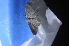 Digrammia muscariata