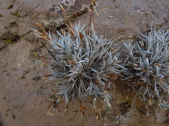 Tillandsia virescens