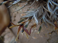 Tillandsia virescens