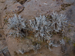 Tillandsia virescens