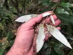 Pomaderris argyrophylla