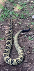 Crotalus totonacus