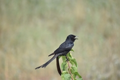 Dicrurus macrocercus