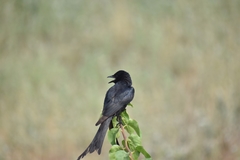 Dicrurus macrocercus